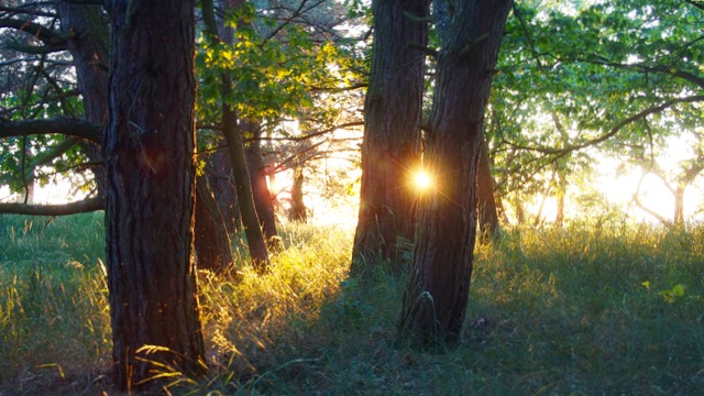 Nature Connection Introductory Weekend